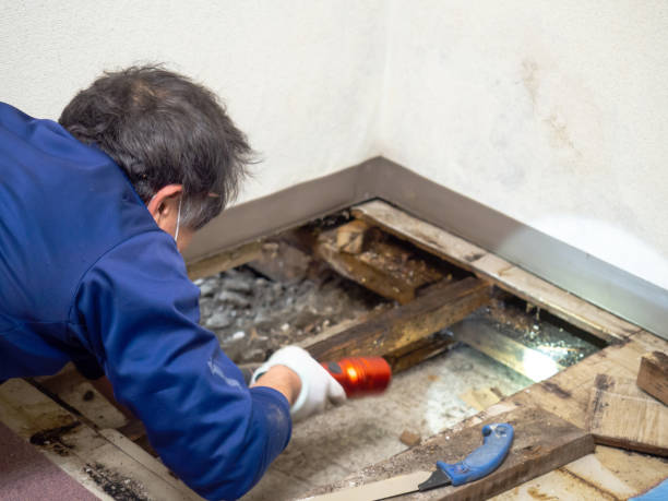 Best Crawl Space Mold Remediation in Ferguson, MO
