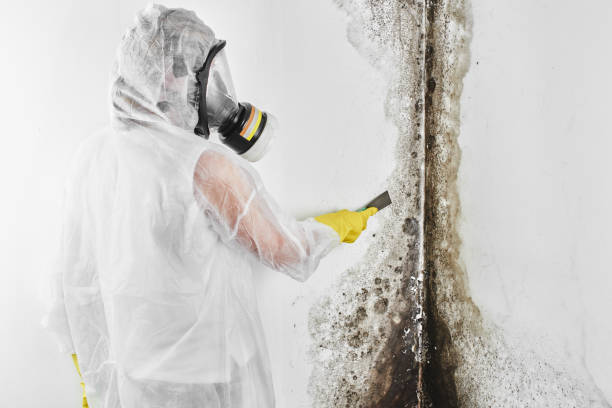Professional Mold Remediation in Ferguson, MO