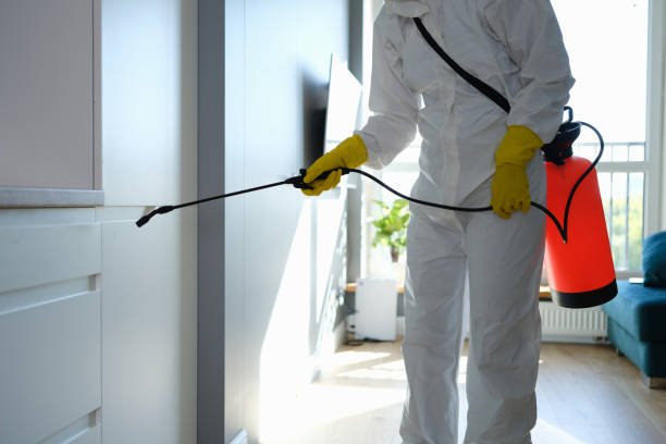 Best White Mold Remediation in Ferguson, MO