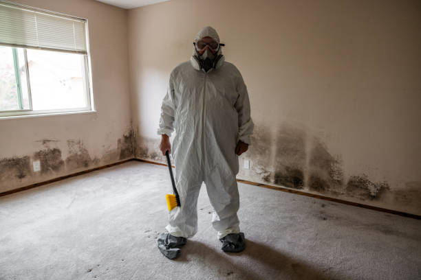 Best Black Mold Remediation in Ferguson, MO